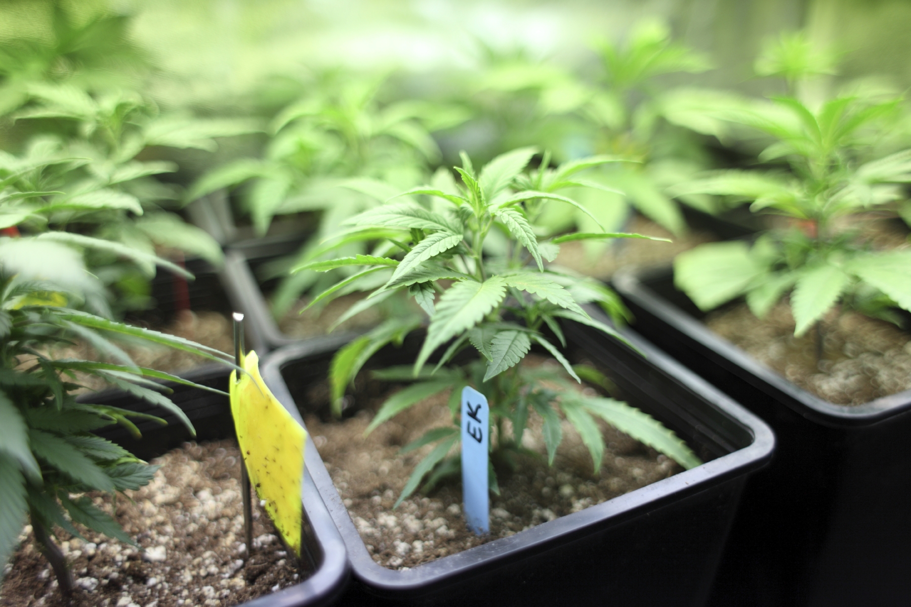 выращивание семян марихуаны в домашних условиях