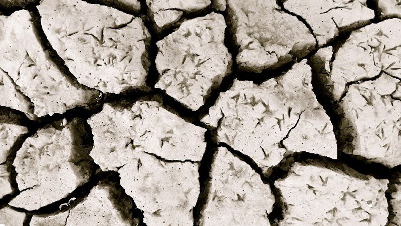 Засуха ожидается в нескольких областях Казахстана