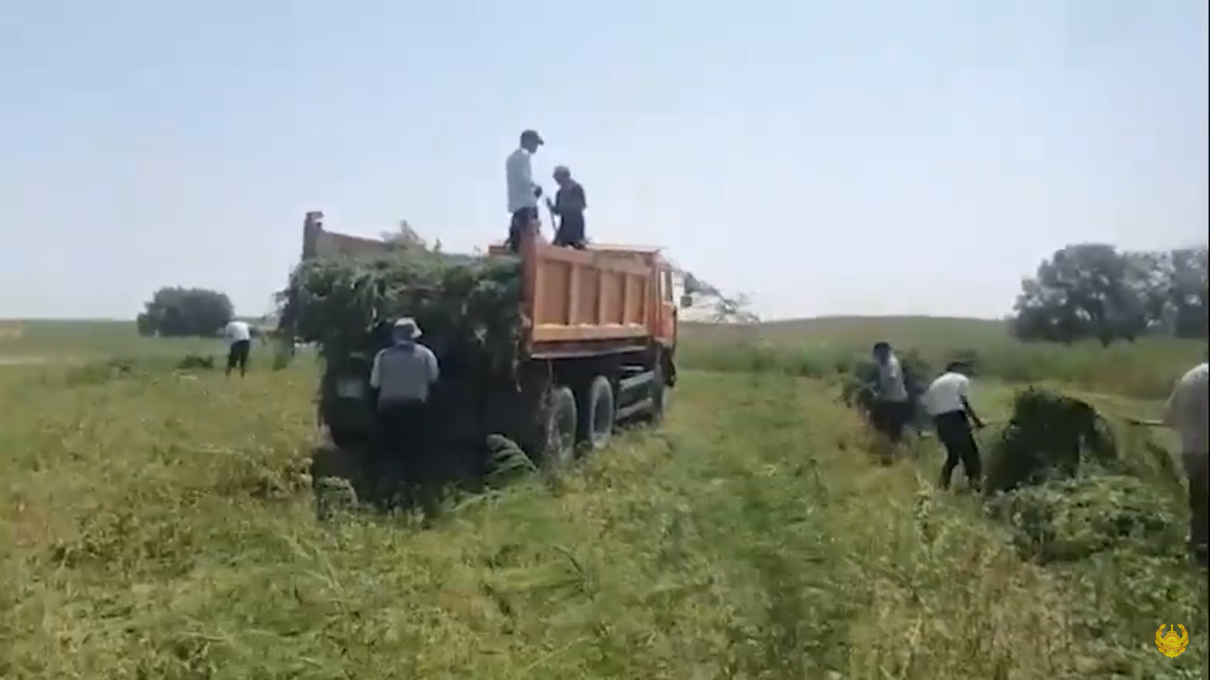 Более 60 тонн дикорастущей конопли в долине реки Шу уничтожили полицейские